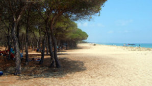 Pineta di Ostia.jpg