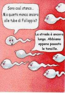 spermatozoi.jpg