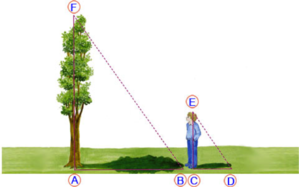 Misurazione-altezza-albero.png