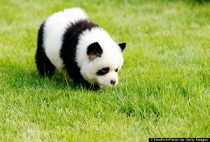 panda-dog.jpg