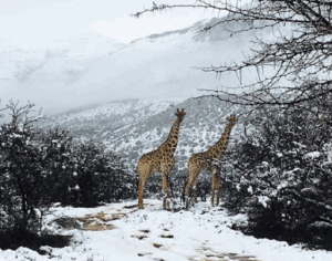 giraffe-neve-sudafrica-1057877.png