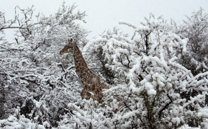 giraffa-sudafrica-1057875.png